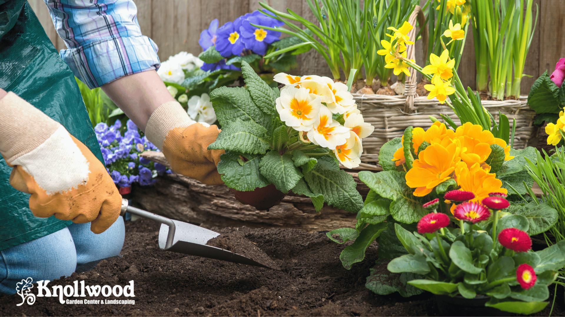 Seasonal Secrets for Fall Planting: Trees, Shrubs, and Perennials That Thrive