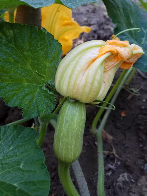 Squash growing 