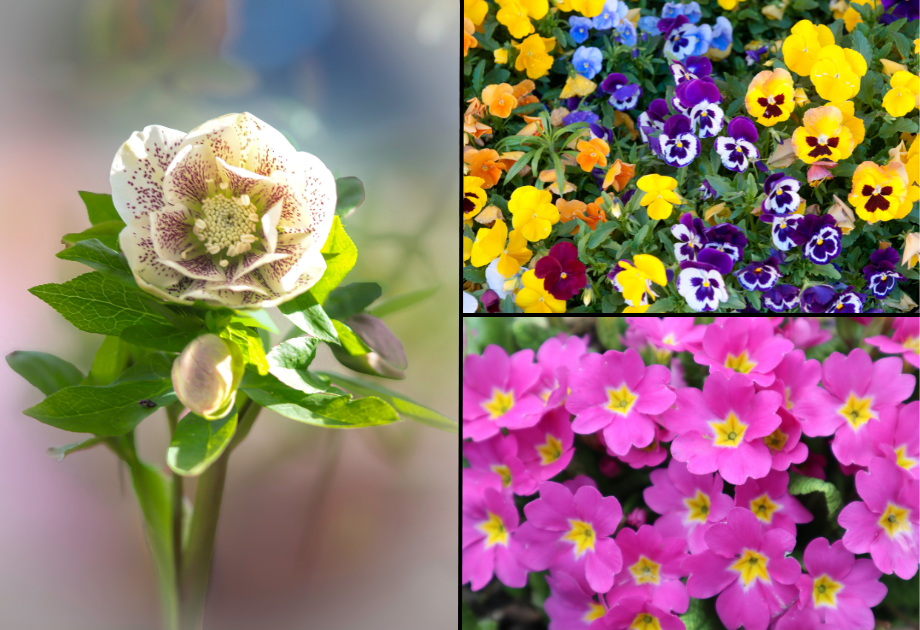 3 way split image of flowers