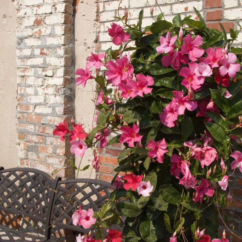 Vining Mandevilla