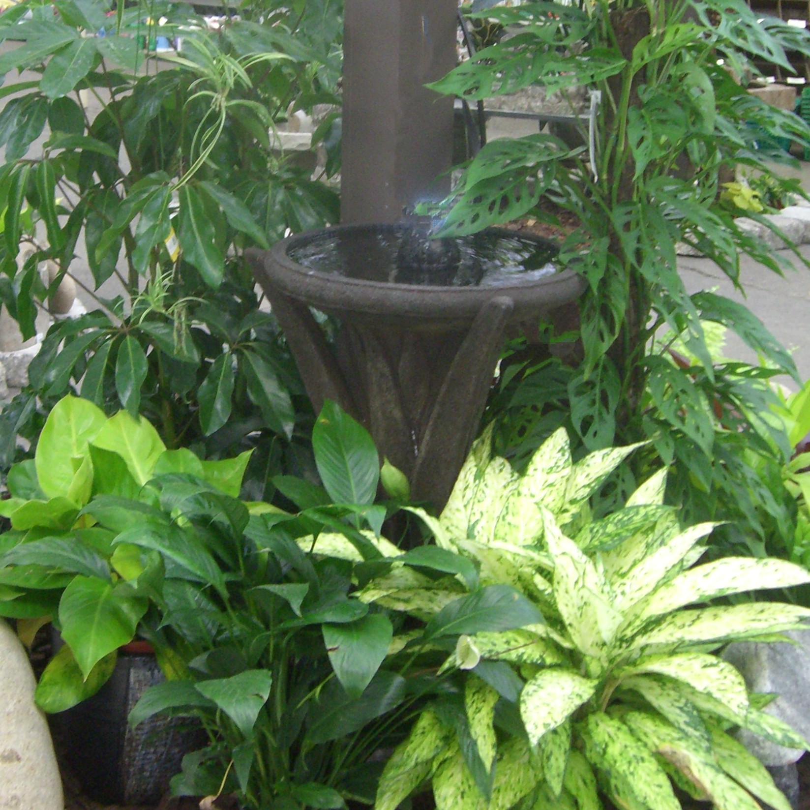 Houseplants