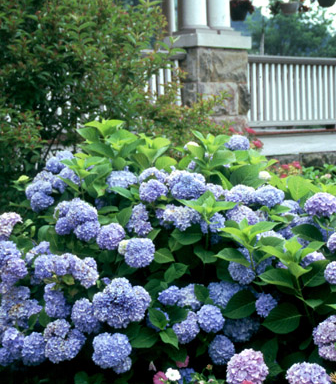 hydrangea garden