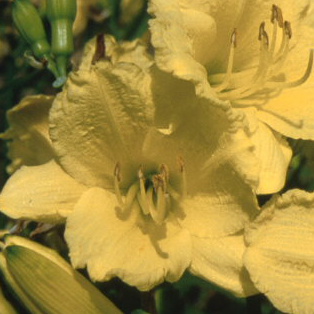 hosta