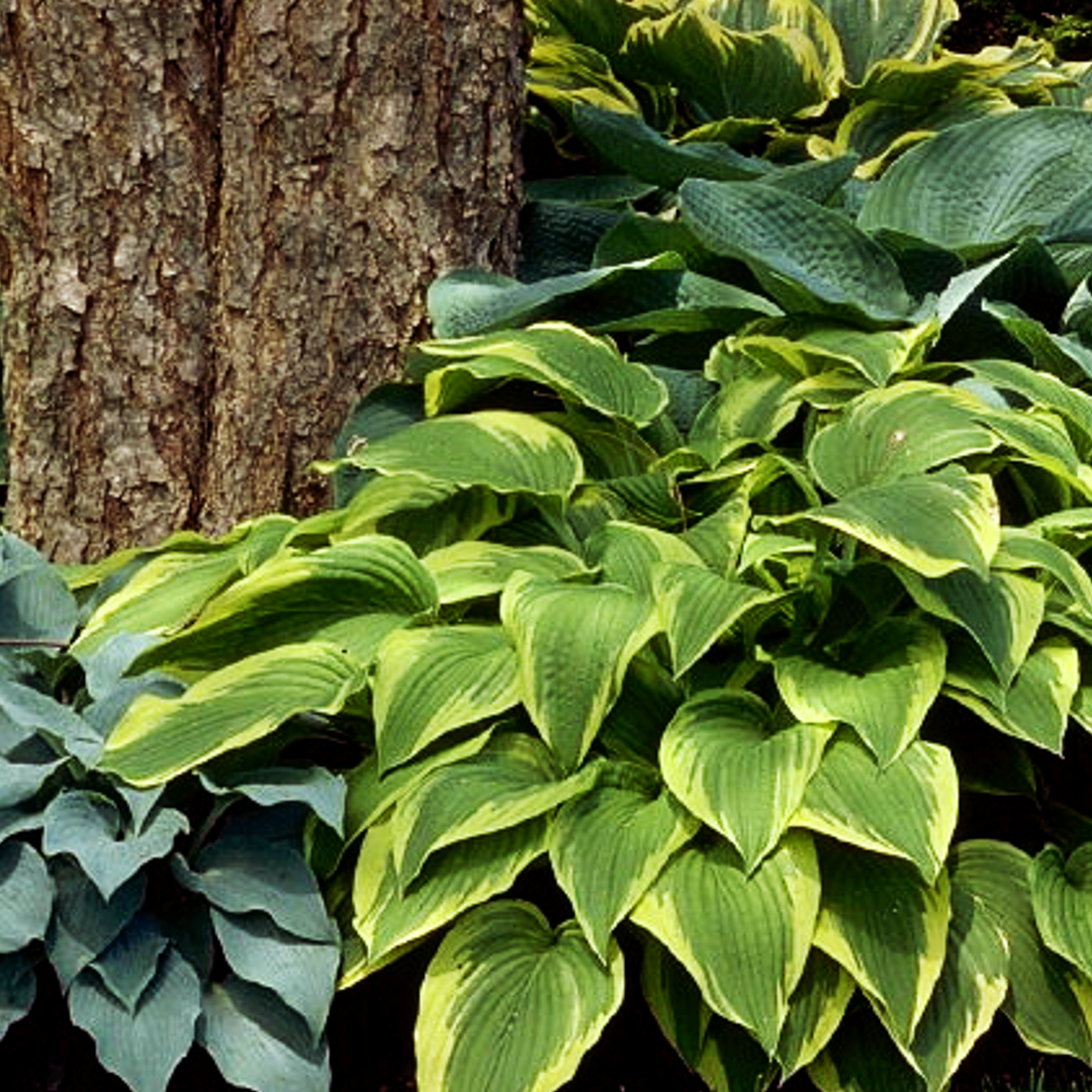 hosta