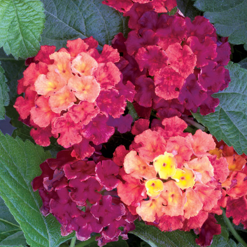 Lantana