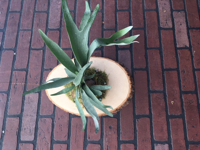 Staghorn Fern
