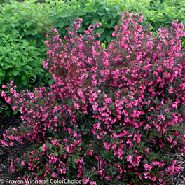 Weigela