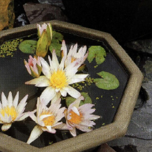 Patio Container Pond