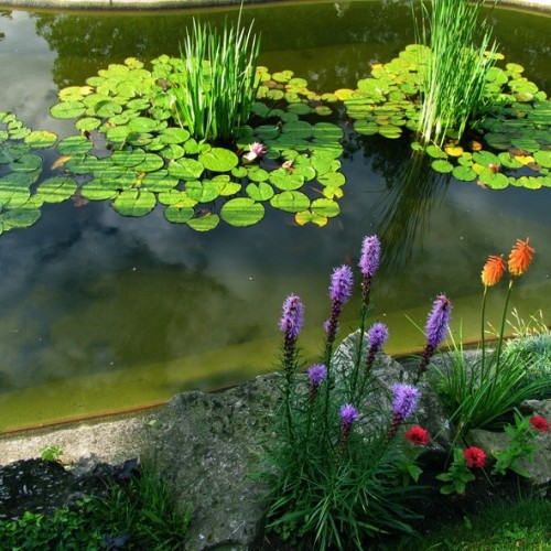 Elegant Water Garden