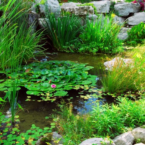 Natural-Look Water Garden