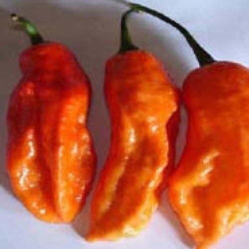 Ghost Pepper