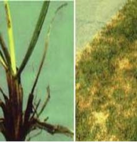 Leaf Spot