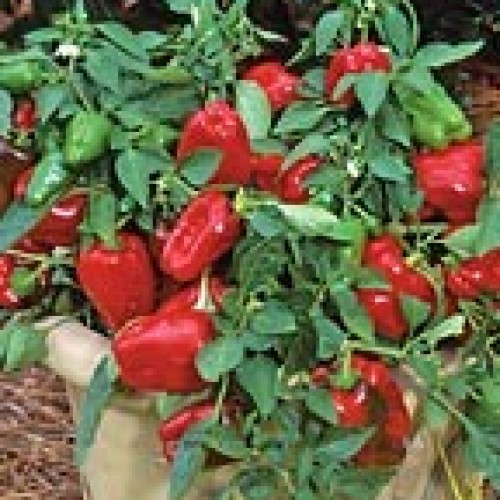 Pepper 'Redskin'