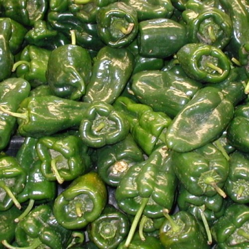 Pepper 'Ancho San Martin'