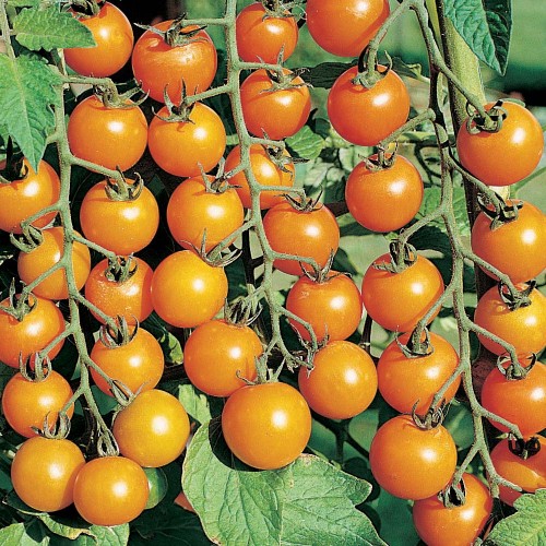 Tomato 'Sungold'