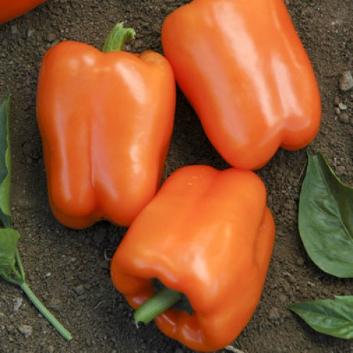 Pepper 'Orange Blaze'