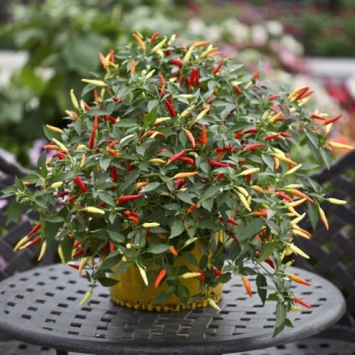 Pepper 'Basket of Fire'