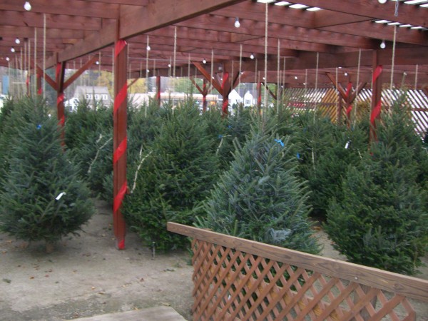 Christmas Trees