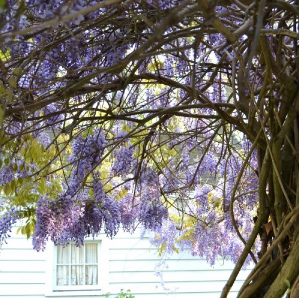 Old-Fashioned Wisteria