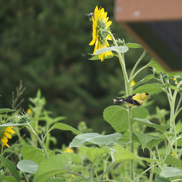 Cathy's Native and Wildlife Garden