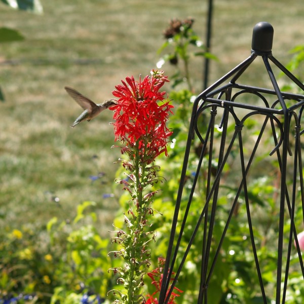 Employee Garden