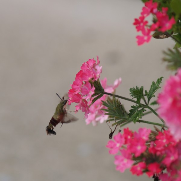 Verbena