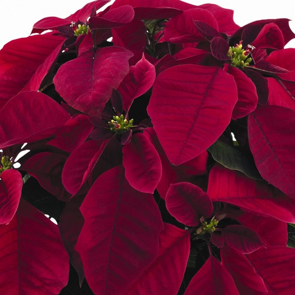 'Cortez Burgundy' Poinsettias