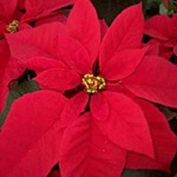 Red Poinsettias