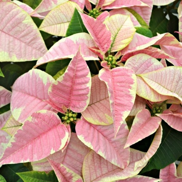 Marble Poinsettias