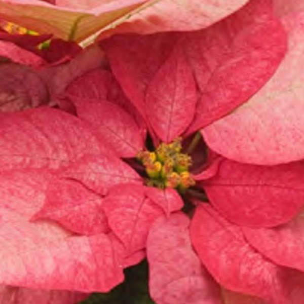 Monet Poinsettias