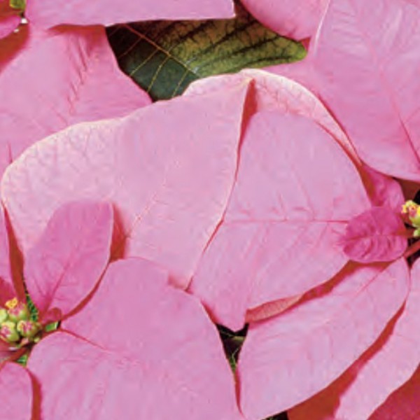 Pink Poinsettias