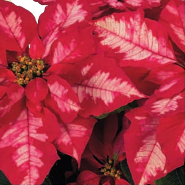 'Ice Punch' Poinsettias