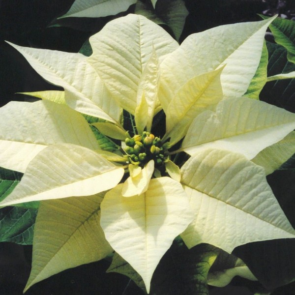 White Poinsettias