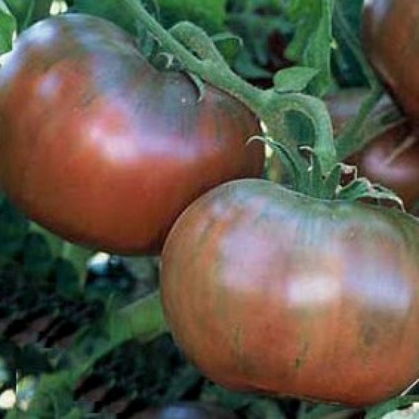 Tomato 'Cherokee Purple'