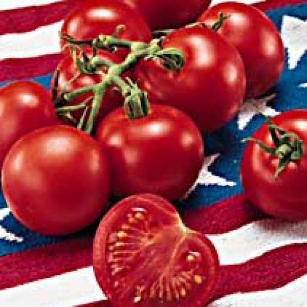 Tomato '4th of July'