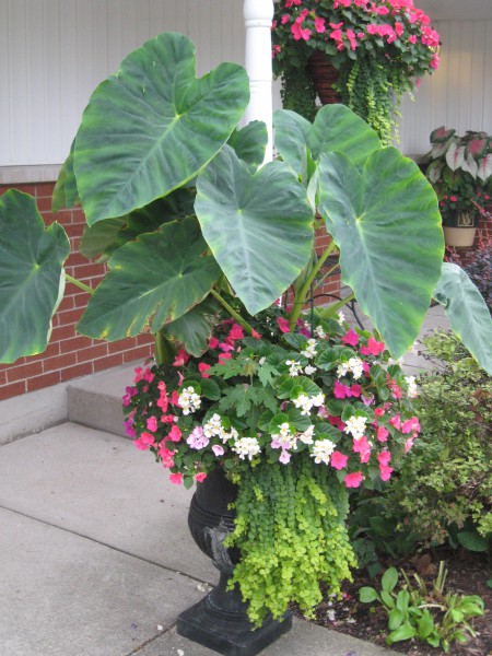 Elephant Ear COntainer