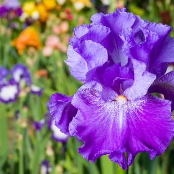 Bearded Iris