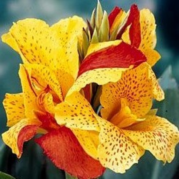 Bulbs For Summer
