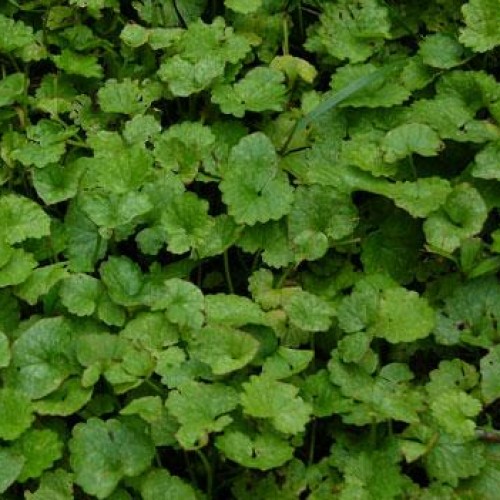 Ground Ivy