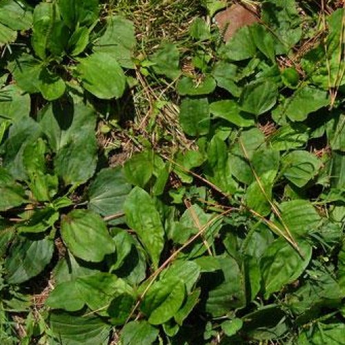 Broadleaf Plantain