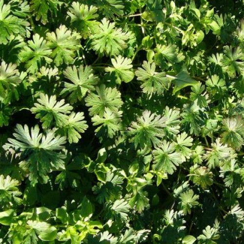 Carolina Geranium