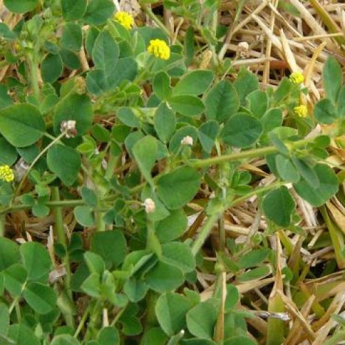 Clover, Large Hop