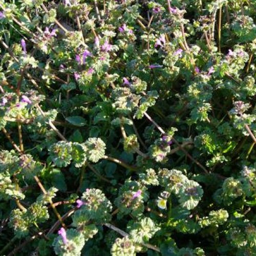 Henbit