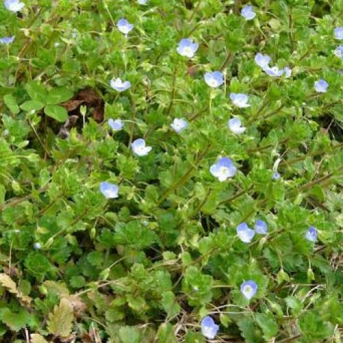 Speedwell, Persian