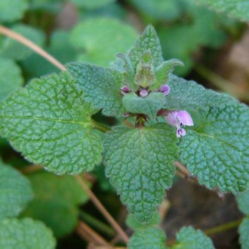 Purple Deadnettle