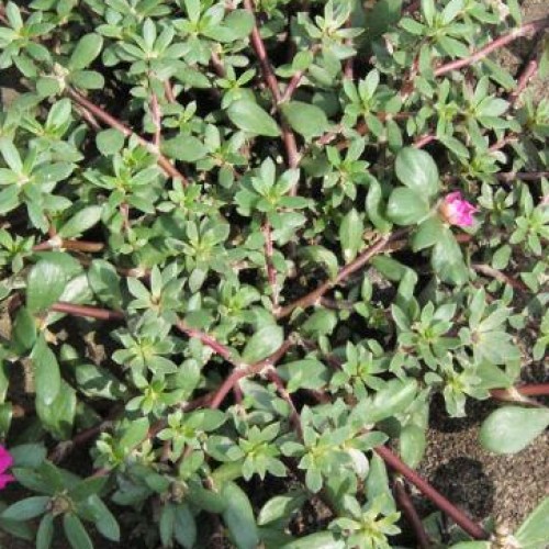 Purslane