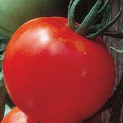 Tomato 'Early Girl'