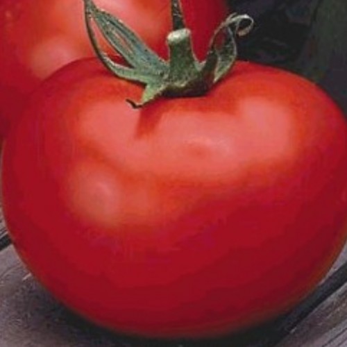 Tomato 'Better Boy'