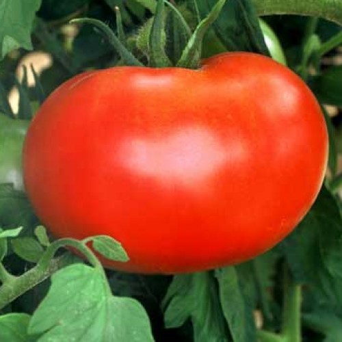 Tomato 'Big Boy'