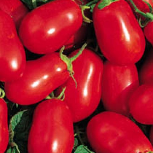 Tomato 'La Roma III Red'